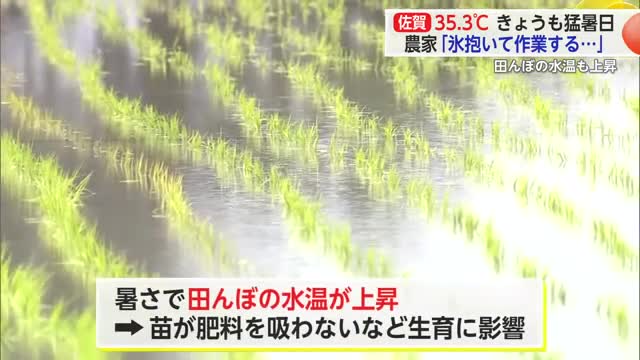 「氷を抱いて作業する」佐賀で35.3度 猛暑で農家は不安や困惑の声【佐賀県】