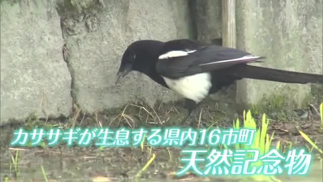 佐賀の県鳥「カササギ」10年で半減 研究行う大学院生と卒業生に密着【佐賀県】