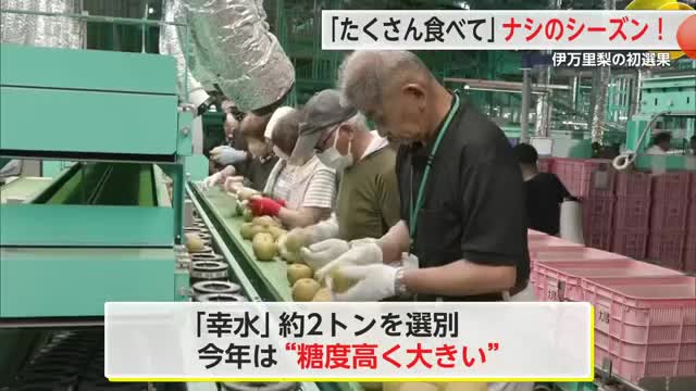 伊万里梨初選果 今年の「幸水」は糖度も高く大きく【佐賀県】