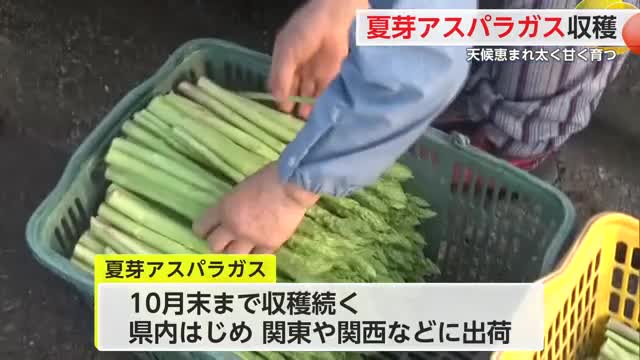 夏芽アスパラガス収穫始まる 天候恵まれ太く甘く育つ【佐賀県】