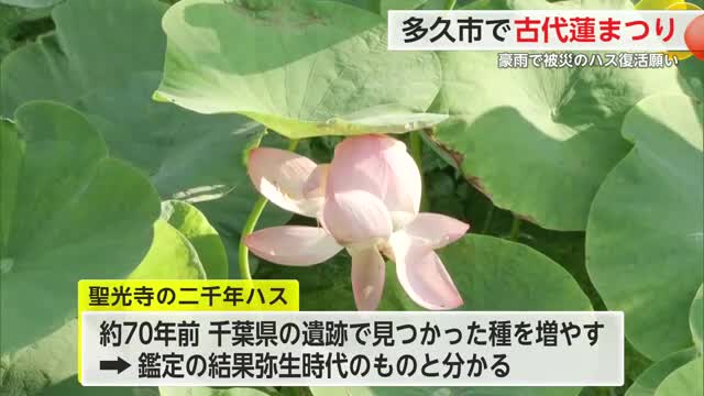 豪雨で被災「二千年ハス」の復活願う 古代蓮まつり開催【佐賀県多久市】