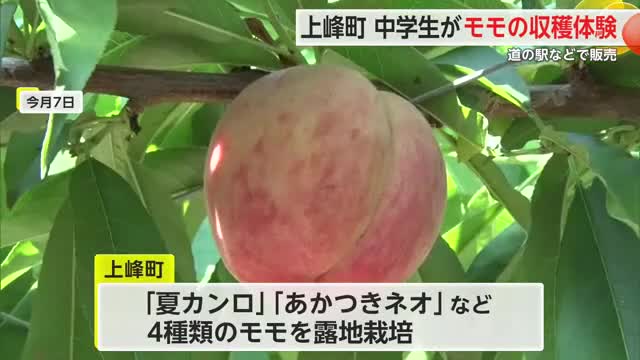 新たな特産品に 上峰町で桃収穫 中学生が収穫体験【佐賀県】