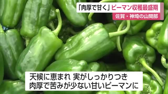 「肉厚で甘く」ピーマン収穫最盛期 佐賀・神埼の山間部【佐賀県】