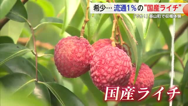 「でかいのとれた」希少な “国産ライチ”の摘み取り　基山町の観光農園【佐賀県】