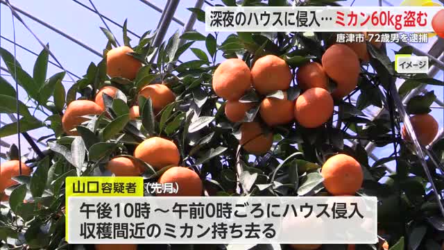 深夜にハウスミカン約60キロを盗む…唐津市の72歳男を逮捕　単独犯か【佐賀県唐津市】