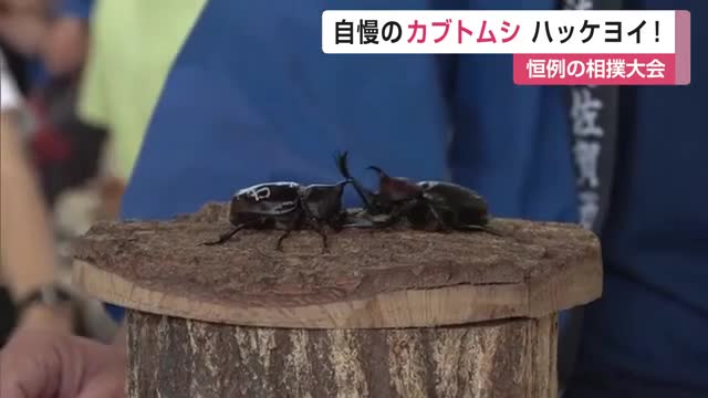 自慢のカブトムシがハッケヨイ！全日本相撲大会【佐賀県】