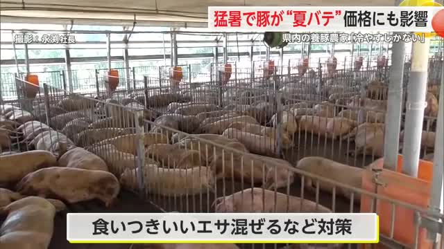 猛暑で豚が“夏バテ” 価格にも影響 県内の養豚農家を取材【佐賀県】