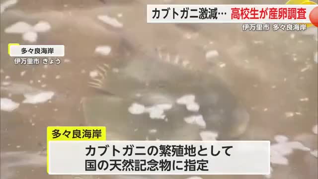 “5分の1以下”に激減…カブトガニの産卵調査！伊万里高校の理科・生物部【佐賀県】