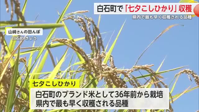超早場米「七夕こしひかり」収穫 概算金上がり農家から安心の声も【佐賀県】
