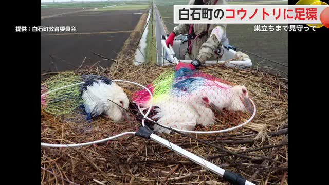 3年連続 白石町でコウノトリのヒナに足環装着【佐賀県】