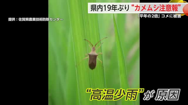 19年ぶり“カメムシ注意報”発表 「平年の2倍」コメに被害【佐賀県】