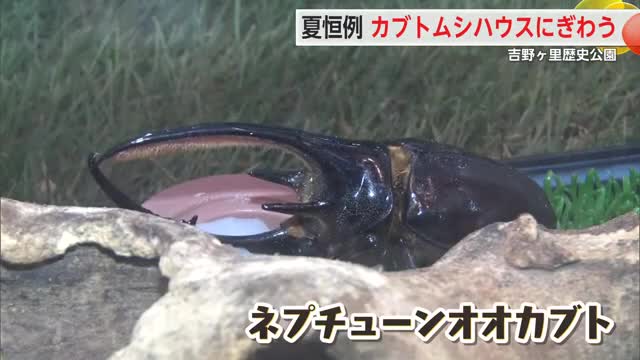 夏恒例！カブトムシハウスにぎわう ジオード割り体験も 吉野ヶ里歴史公園【佐賀県】