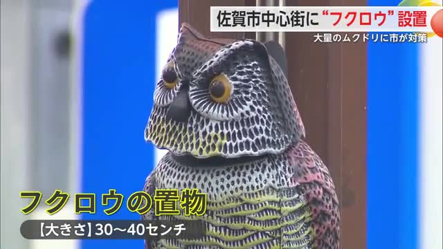 佐賀市中心街にフクロウ現る 大量ムクドリのふんや鳴き声の相談多く…対策なるか【佐賀県】