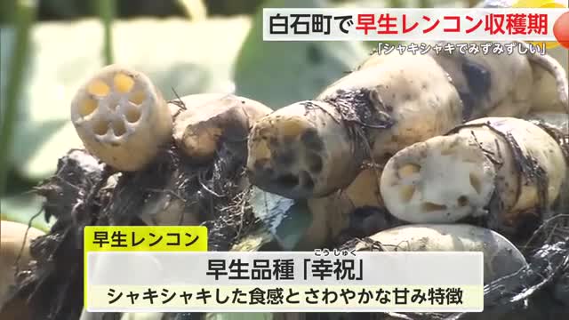 「シャキシャキでみずみずしい」白石町で早生レンコン収穫時期迎える【佐賀県】