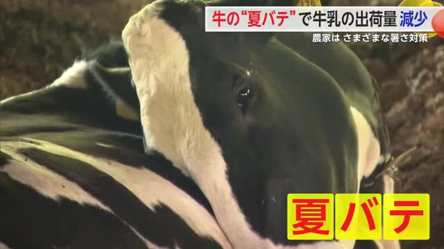 乳牛が夏バテ 酪農への影響で経営に大きく影響 暑さ対策など工夫【佐賀県】
