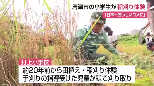 「日本一おいしいコメに」児童らが鎌を使って昔ながらの稲刈りを体験 【佐賀県唐津市】