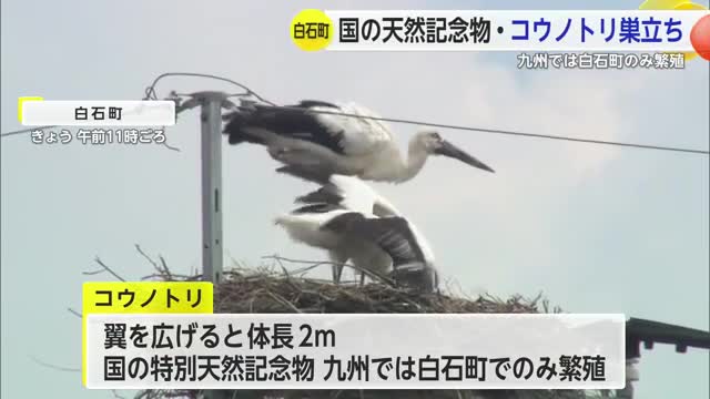 国の特別天然記念物コウノトリ2羽巣立つ 九州では白石町でのみ繁殖【佐賀県】