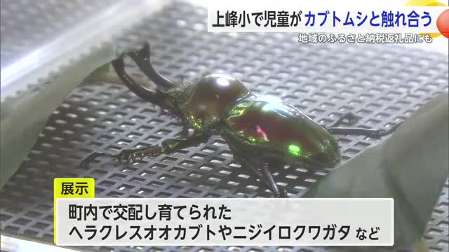 ふるさと納税の返礼品として出品 カブトムシ・クワガタ触れ合い体験【佐賀県】