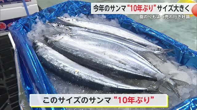 今年の「サンマ」は大きい！約10年ぶりの丸々と太ったサンマ脂乗りで好評【佐賀県】