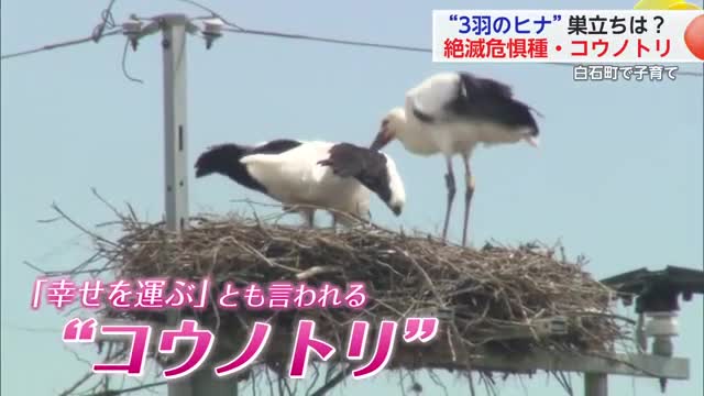 “３羽のヒナ”子育ての結果は…？絶滅危惧種・コウノトリの巣立ちに密着【佐賀県】