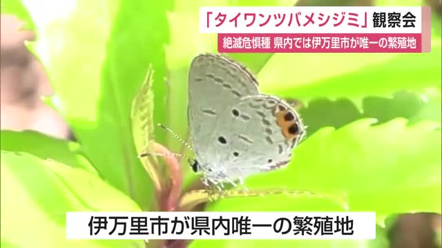 全国的にも希少な絶滅危惧種のチョウ「タイワンツバメシジミ」観察会【佐賀県】