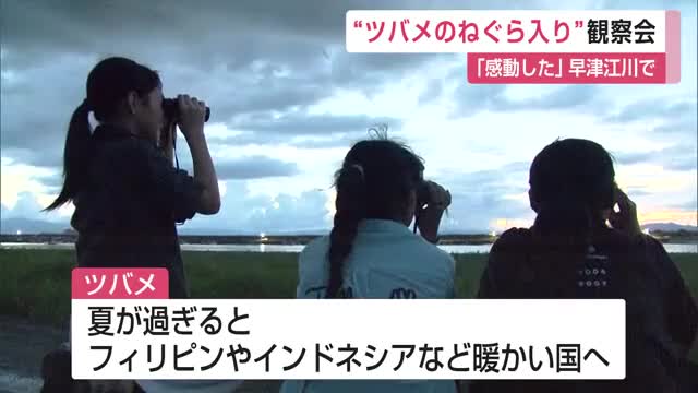 「ツバメのねぐら入り」観察会 子育て終わったツバメが集まり夜過ごす【佐賀県】