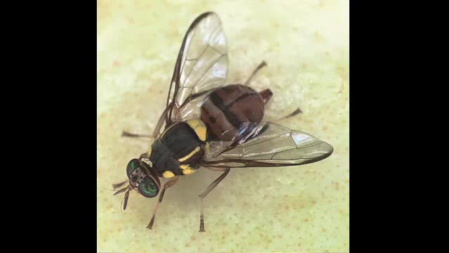 県内で4年ぶりに重要病害虫「ミカンコミバエ」確認【佐賀県】