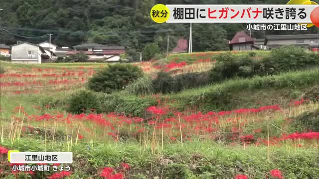 秋の訪れ告げるヒガンバナ　棚田のあぜ道で咲き誇る　小城市江里山地区【佐賀県】