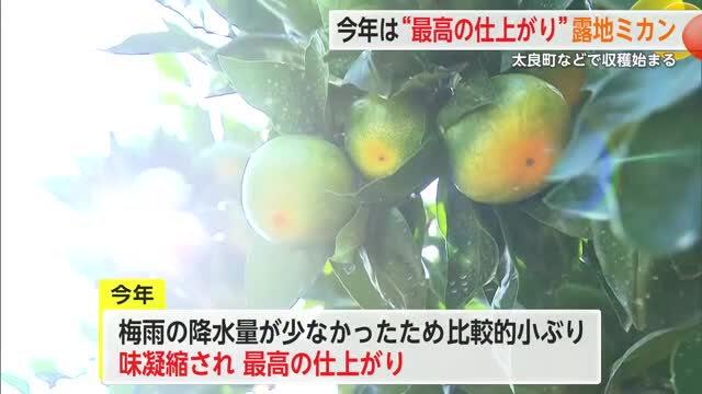 極早生ミカン収穫ピーク「今の時期はゆら早生が一番おいしい」太良町【佐賀県】