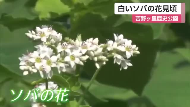 ソバの花が見頃・彼岸花とのコントラストも魅力 弥生時代の農耕風景を再現した吉野ヶ里歴史公園【佐賀県】