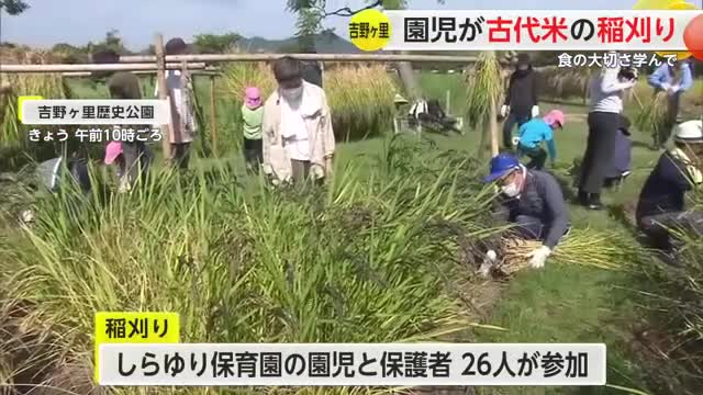 食の大切さ学んで 吉野ケ里歴史公園で園児が古代米の稲刈り【佐賀県】
