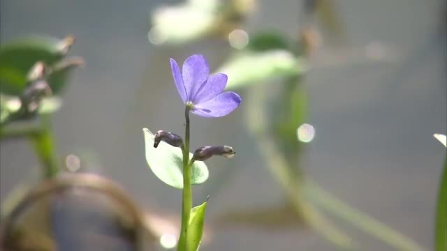 ミズアオイ観察会 一時県内では絶滅の危機も偶然の発見で保護活動続く【佐賀県】
