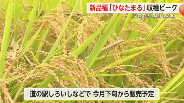 県が開発・新品種のコメ「ひなたまる」収穫最盛期 10月下旬から販売【佐賀県】