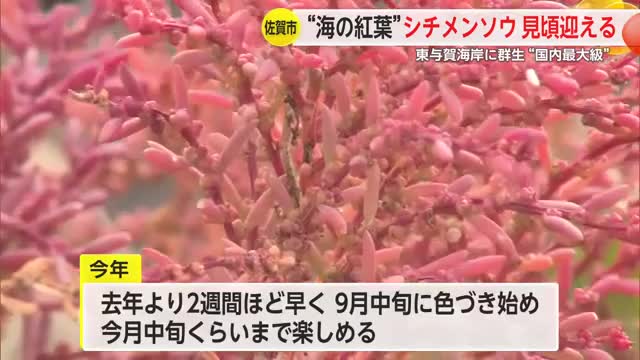 国内最大級の群生地　東与賀海岸で“海の紅葉”「シチメンソウ」見頃 【佐賀県佐賀市】