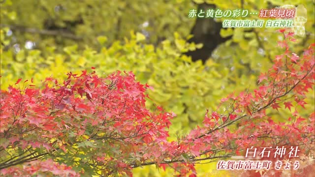 紅葉見頃 富士町の白石神社でモミジとイチョウが色づき始め【佐賀県佐賀市】