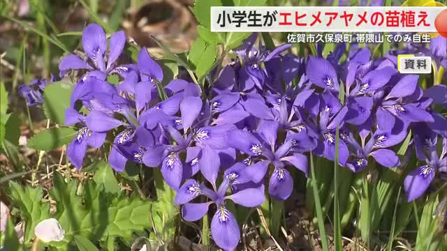 小学生が天然記念物エヒメアヤメの苗植え 次の世代にも継承へ【佐賀県佐賀市】