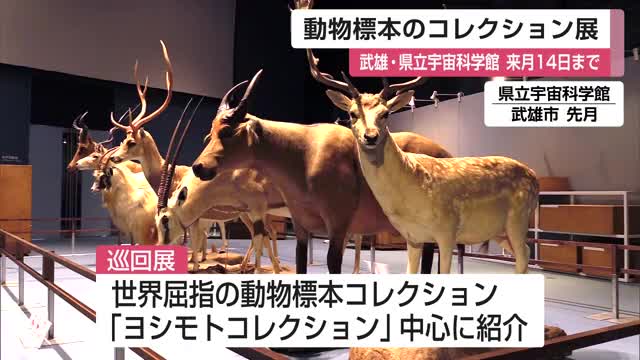国立科学博物館収蔵「動物標本コレクション」180点展示「ヨシモトコレクション」中心に【佐賀県武雄市】