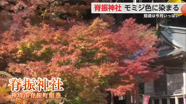「凛として」燃えるような赤モミジに染まる山あいの脊振神社 紅葉見頃【佐賀県神埼市】