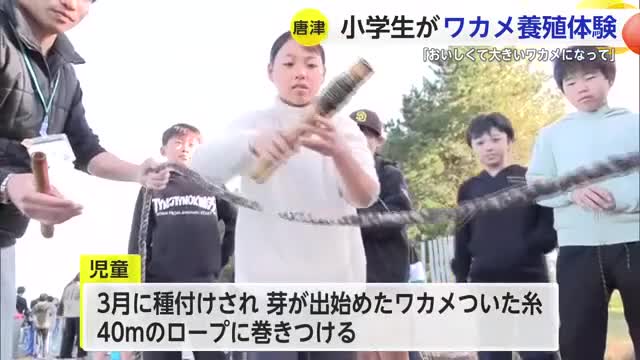 「おいしくて大きいワカメになって」小学生がワカメの養殖体験【佐賀県唐津市】