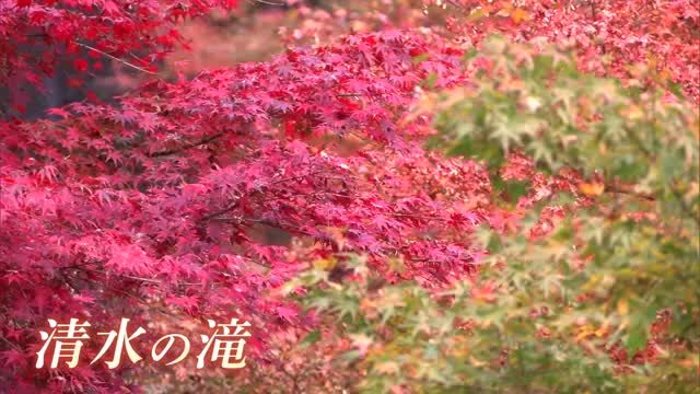 「清水の滝」の紅葉 滝が色付いた木々を引き立てる【佐賀県小城市】