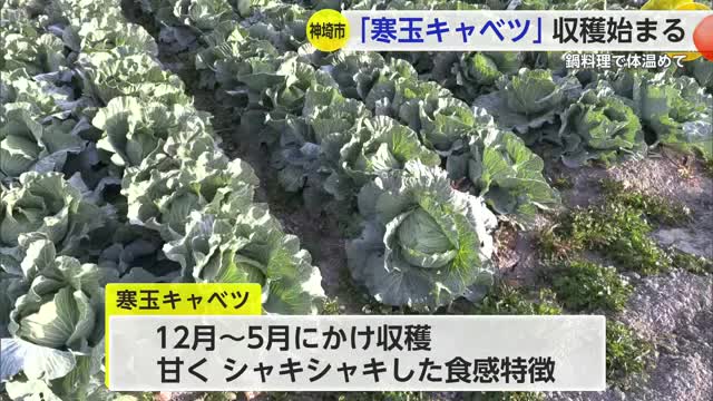 神埼市「寒玉キャベツ」収穫ピークを迎える 地域住民が1つ1つ手作業で収穫【佐賀県】
