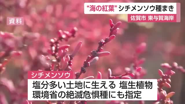 海の紅葉「シチメンソウ」来年に向けて約7キロ種まき【佐賀県】