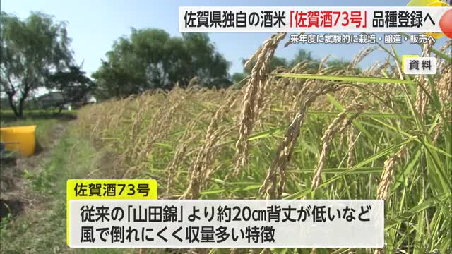 佐賀県独自の酒米「佐賀酒73号」品種登録へ 来年度に試験栽培・醸造、販売予定【佐賀県】