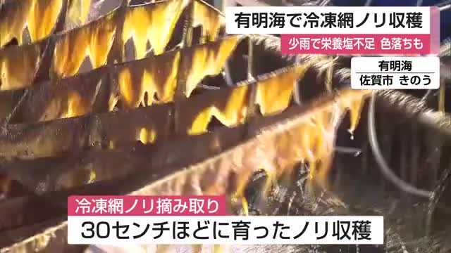 有明海全域で「色落ち」懸念…冷凍網ノリ摘み取り始まる 海の栄養塩不足・赤潮発生の影響【佐賀県】