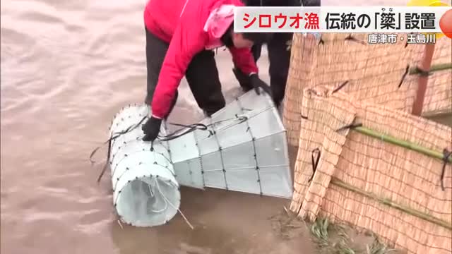 春の訪れ告げるシロウオ漁　伝統の「簗」設置　唐津市・玉島川【佐賀県】