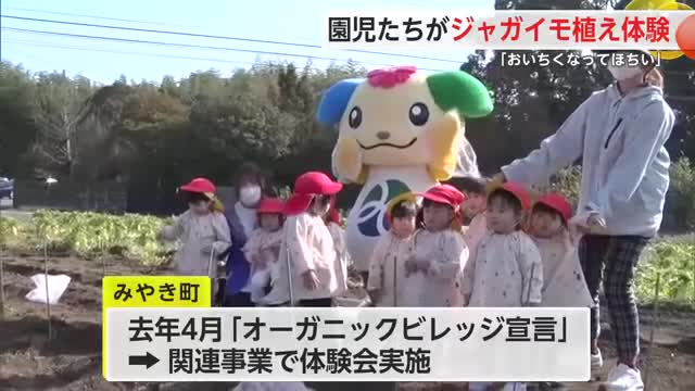みやき町の園児がじゃがいも植え付け体験【佐賀県】