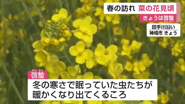 「啓蟄」日中は3月下旬から4月上旬並みの暖かさ 菜の花も見頃迎える【佐賀県】