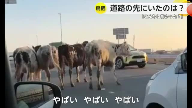 鳥栖市の県道にウシが出現！牛舎から脱走し道路を占拠　事故・けが人なし【佐賀県】