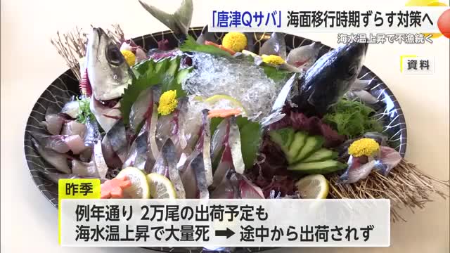 「唐津Qサバ」海水温上昇の不漁対策で 稚魚移送時期変更へ【佐賀県】