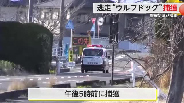 捜索中のウルフドッグ 捕獲され飼い主へ 警察や県が捕獲作戦【佐賀県】